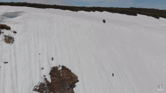 어미곰 쫒아가는 아기곰 | 인스티즈