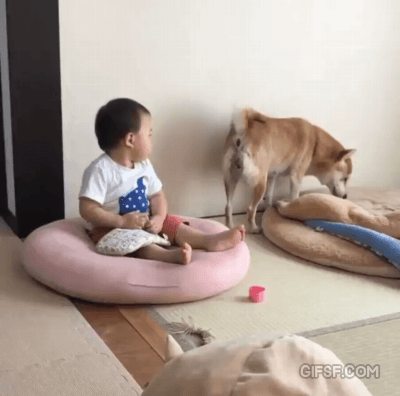 방심하다 아기한테 당한 개.gif | 인스티즈