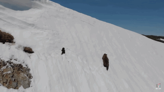 어미곰 쫒아가는 아기곰 | 인스티즈