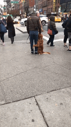 도시를 처음본 멍뭉이 | 인스티즈