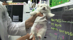 아니.. 음식물 쓰레기통에서 강아지 우는 소리가 나는거에요;.gif | 인스티즈