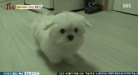 아니.. 음식물 쓰레기통에서 강아지 우는 소리가 나는거에요;.gif | 인스티즈