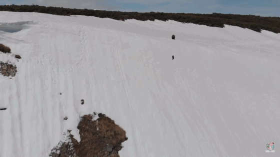 어미곰 쫒아가는 아기곰 | 인스티즈