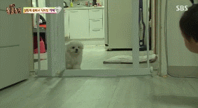 아니.. 음식물 쓰레기통에서 강아지 우는 소리가 나는거에요;.gif | 인스티즈