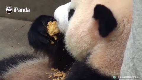 판다곰들이 먹는 빵 | 인스티즈