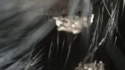 혐주의)비듬제거.GIF | 인스티즈