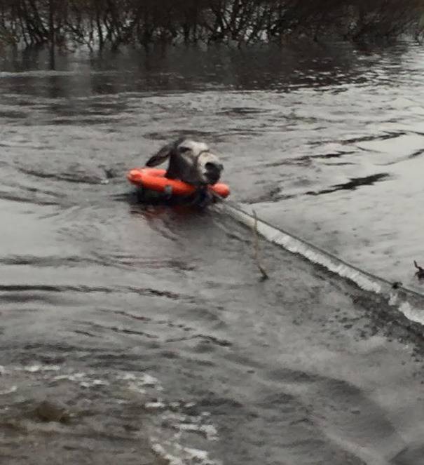 구조된 후 당나귀가 사람들에게 한짓 | 인스티즈