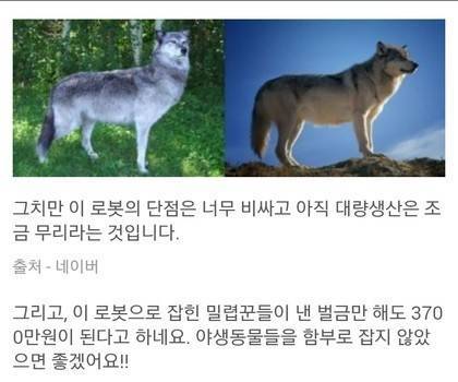 밀렵을 막는방법 | 인스티즈