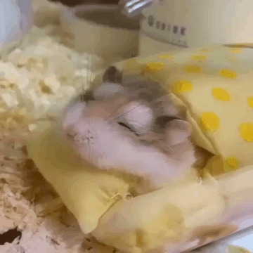 꿈 꾸는 중.gif | 인스티즈