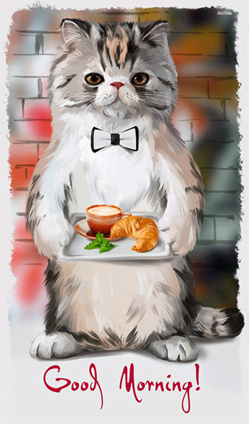 고양이가 자꾸 훔쳐봐요.jpg | 인스티즈