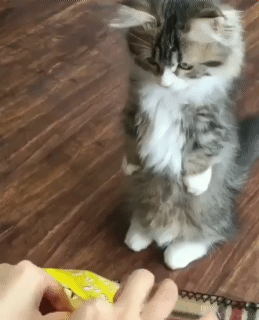 간식 받아먹는 고양이 | 인스티즈