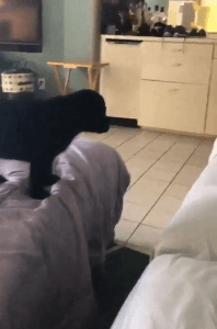 점프 하는 법 모르는 댕댕이 | 인스티즈