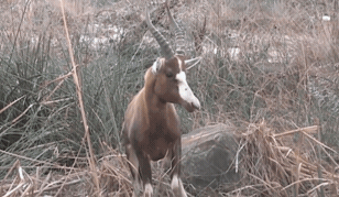 사자와 호랑이의 사냥 테크닉 | 인스티즈