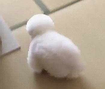 숨바꼭질 하는 댕댕이.gif | 인스티즈