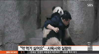 사랑스러운 팬더 | 인스티즈