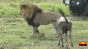 사자와 호랑이의 사냥 테크닉 비교.gif | 인스티즈