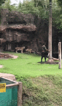 나무도 잘 타는 호랑이 | 인스티즈