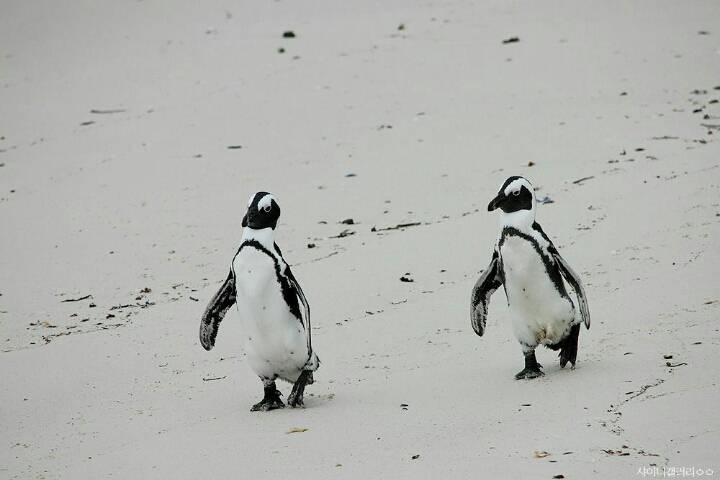 샤이니 대포가 아프리카 여행가서 찍어온 사진 | 인스티즈