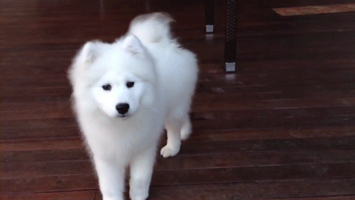 사모예드 대참사 | 인스티즈