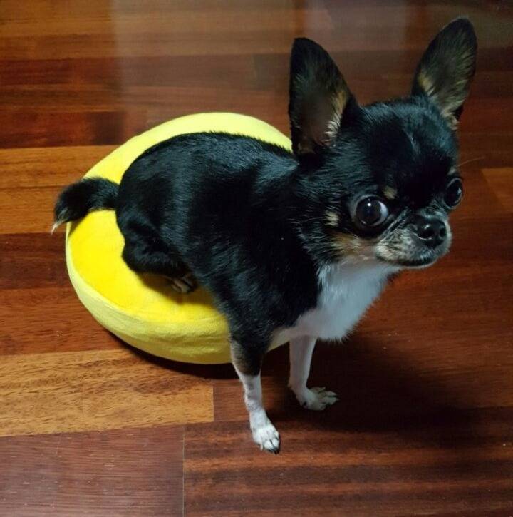 매드클라운이 낳은거아니냐 소리듣는 조동림 반려견 | 인스티즈