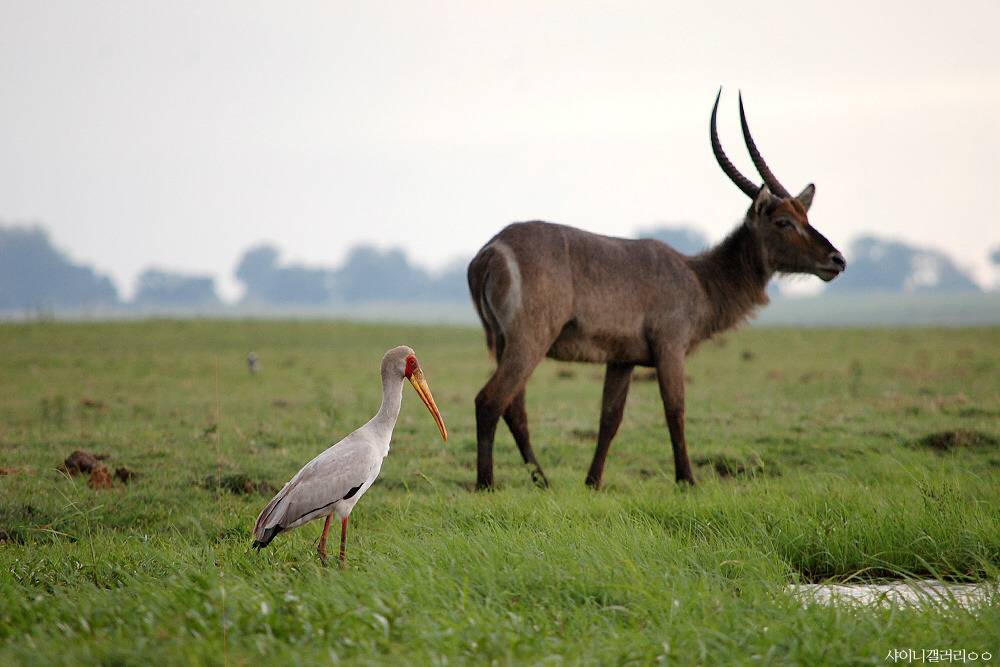 샤이니 대포가 아프리카 가서 찍어온 사진 ㄷㄷㄷ.jpg | 인스티즈