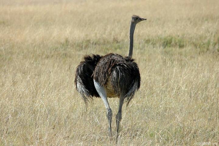 샤이니 대포가 아프리카 여행가서 찍어온 사진 | 인스티즈