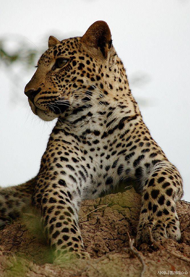 샤이니 대포가 아프리카 여행가서 찍어온 사진 | 인스티즈