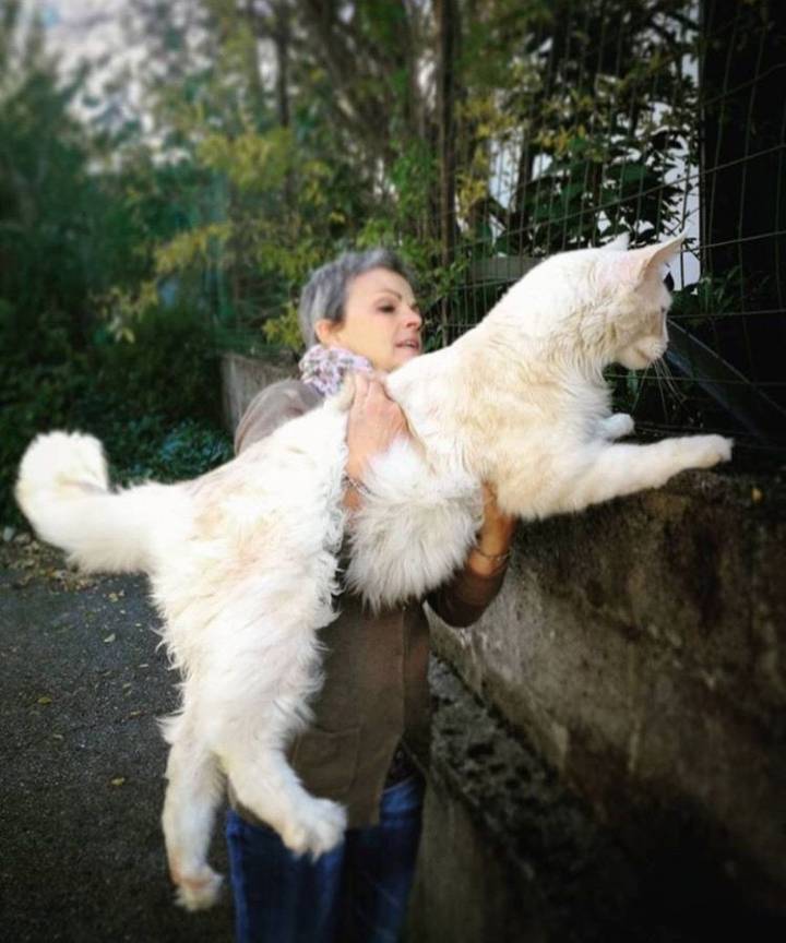 초대형 고양이를 키우는 사람들 | 인스티즈