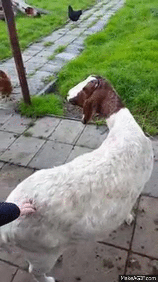 과거 사람들이 염소를 악마의 상징으로 생각한 이유.gif | 인스티즈