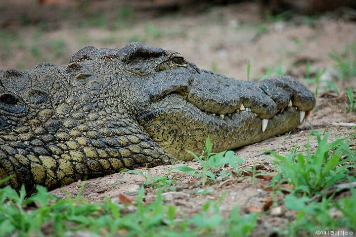 샤이니 대포가 아프리카 여행가서 찍어온 사진 | 인스티즈
