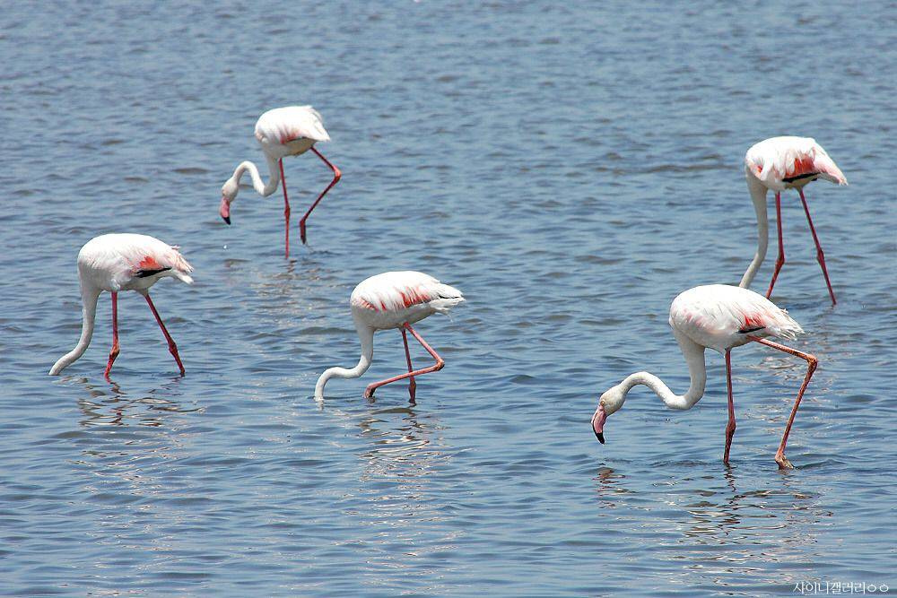 샤이니 대포가 아프리카 가서 찍어온 사진 ㄷㄷㄷ.jpg | 인스티즈