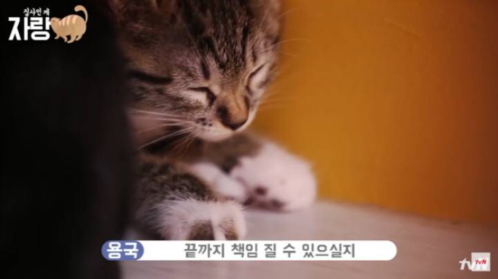 이번에 고양이 유기했다가 걸린 아이돌 과거 발언.jpg | 인스티즈