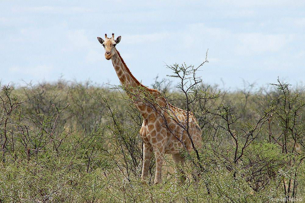 샤이니 대포가 아프리카 가서 찍어온 사진 ㄷㄷㄷ.jpg | 인스티즈