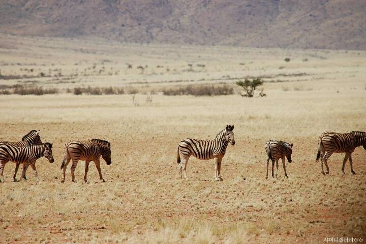샤이니 대포가 아프리카 여행가서 찍어온 사진 | 인스티즈