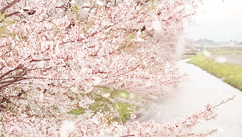 이쯤에서 물어보는 - 벚꽃 vs 단풍 vs 함박눈 이 세가지 중에서 하늘에서 마구마구 흩날린다고 상상했을때 가장 설레고 벅차오르는 것은? | 인스티즈