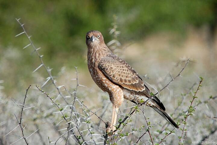 샤이니 대포가 아프리카 여행가서 찍어온 사진 | 인스티즈
