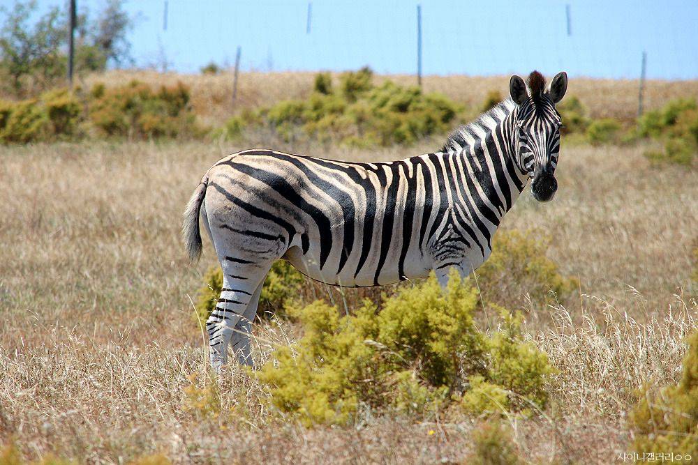 샤이니 대포가 아프리카 가서 찍어온 사진 ㄷㄷㄷ.jpg | 인스티즈