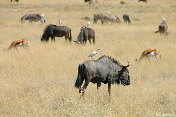 샤이니 대포가 아프리카 여행가서 찍어온 사진 | 인스티즈