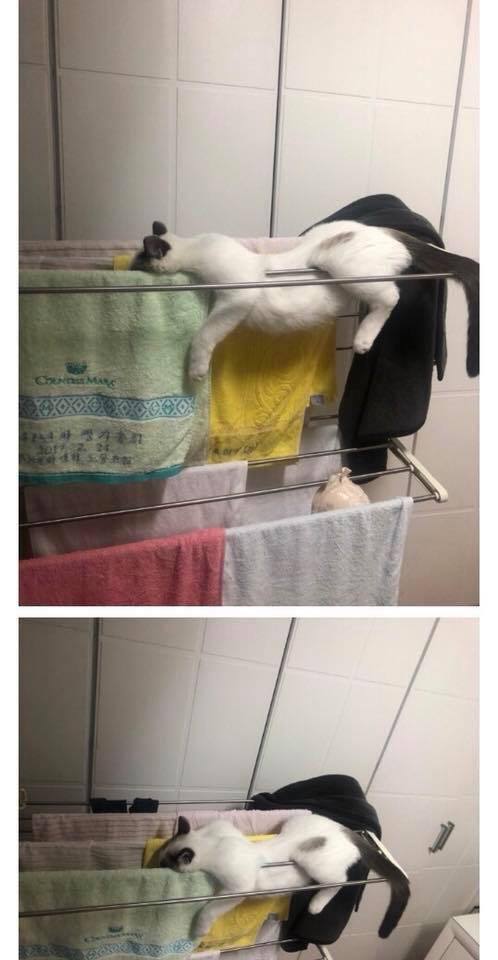 세상 편하게 잠자는 고양이 | 인스티즈