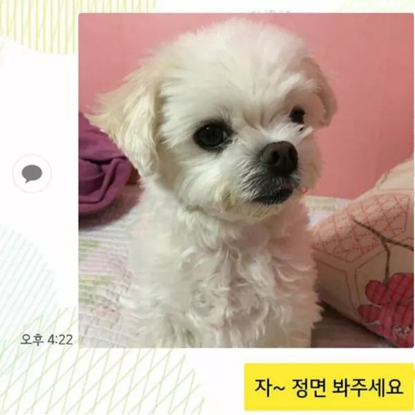 댕댕이 증사찍기 | 인스티즈