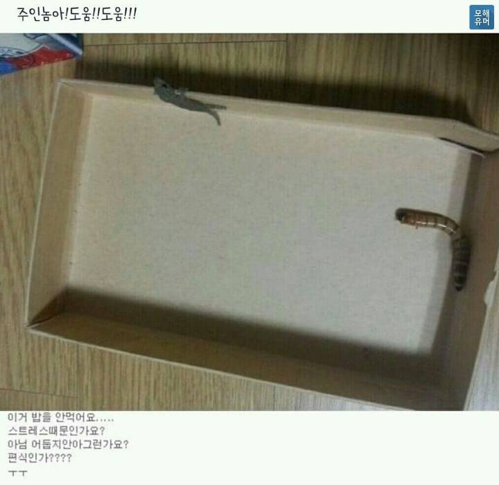 도마뱀이 먹이를 안 먹어요 ㅠㅠ | 인스티즈