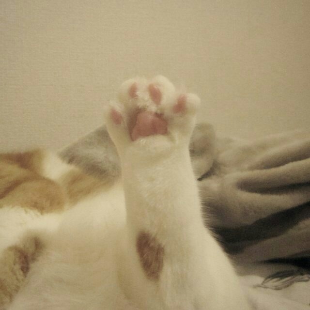 집사가 짱덕포인트를 잘알고 사진을 잘찍으면 이렇게된다.. | 인스티즈