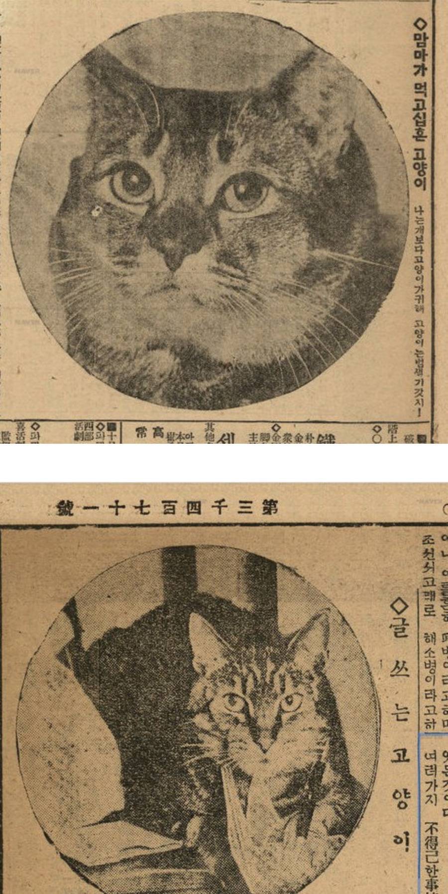 1930년대 신문에 나온 고양이 | 인스티즈