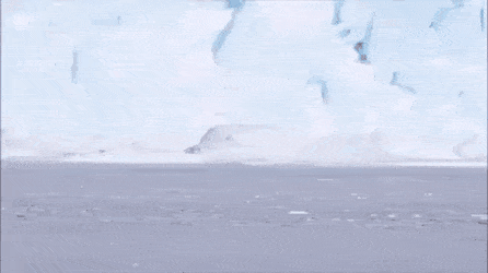 차례 지켜서 한줄로 걸어가는 아기 펭귄들.gif | 인스티즈