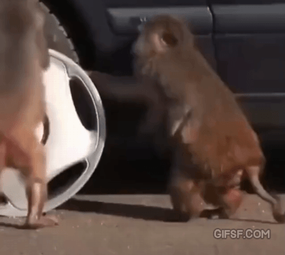 타이어 휠캡 도둑.gif | 인스티즈