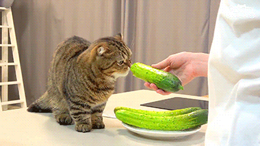 고양이들 오이반응.jpg | 인스티즈