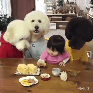 과자 나눠 먹는 아기랑 댕댕이들.gif | 인스티즈