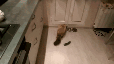 고양이들 오이반응.jpg | 인스티즈