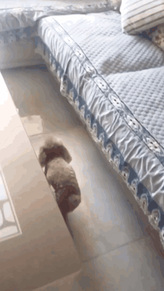 개고수와 냥고수 | 인스티즈