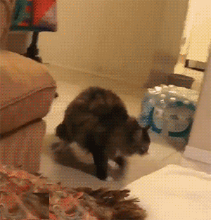 개고수와 냥고수 | 인스티즈